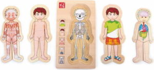 Dřevěná hračka Legler Anatomy Boy